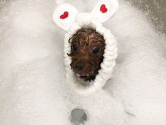 -Oh My Dog宠物沙龙(伊珊娜皮毛护理店)