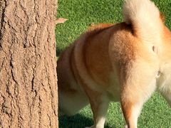 -宠乐会宠物乐园