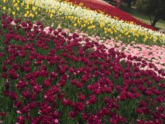 -上海鲜花港