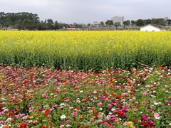-光明小镇欢乐田园