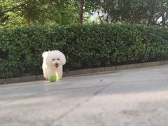 -FAELING PETS美天灵宠物(合生汇店)