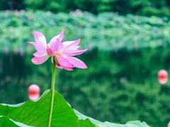 -莫愁湖公园