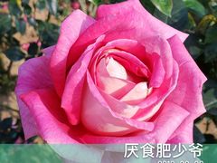 -百万葵园