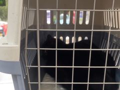 -四月宠物医院·猫专科·心脏专科·内科(转塘店)