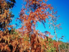 -上海长兴岛郊野公园