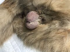 -爱贝特动物医院·猫口炎专科
