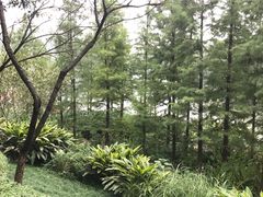 -重庆彩云湖湿地公园