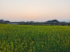 -光明小镇欢乐田园