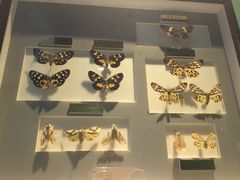 -上海昆虫博物馆