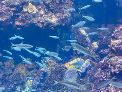 -海合安青岛极地海洋公园