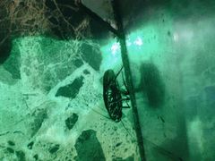 -牧歌商务公馆(南门店)