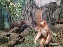 -吉林省自然博物馆