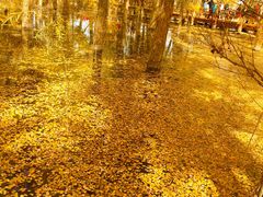 -金塔沙漠胡杨林景区