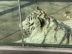 景点-青岛动物园