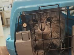 -瑞派·关忠动物医院·猫专科·犬专科(三环新城店)