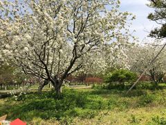 -天王浮山樱花园