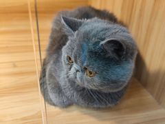 -猫十亿·布偶金渐层·曼基康矮脚猫舍(青年路店)