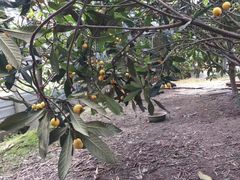 -塘栖枇杷特色园区