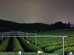 -龙坞茶村