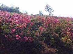 iphone_upload_pic-木兰云雾山