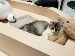 -瞄一喵猫咖(格力海岸店)