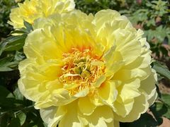 -扬州芍药园(仪征市)