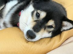 -逗柴咖啡屋·狗咖猫咖宠物桌游