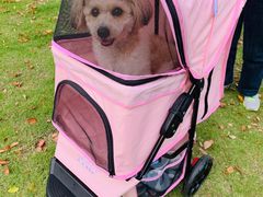 -顺强宠物诊所·狂犬免疫·夜诊·骨科(嘉定店)