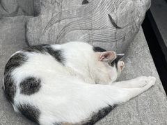 -龙华素斋(龙华路店)