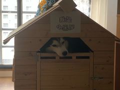 -Husky Go! 哈士奇体验馆·宠物咖啡厅狗咖