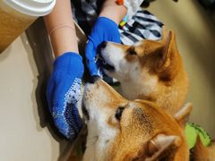 -逗柴咖啡屋·狗咖猫咖宠物桌游