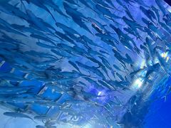 -海合安武汉极地海洋公园