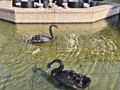 -行者书屋大堂吧 ·下午茶(南京圣和府邸酒店)