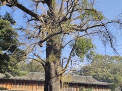 -普陀山风景名胜区-法雨禅寺