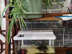 -观桥阁(锦溪店)