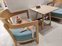 -藏猫猫咖啡主题馆(中央大道店)