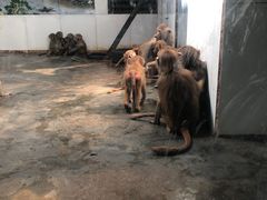-西安秦岭野生动物园