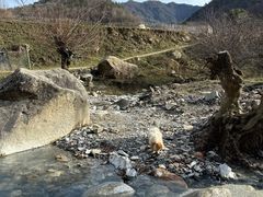 -狮子沟牧场