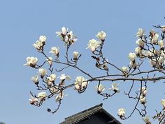 -杭州植物园