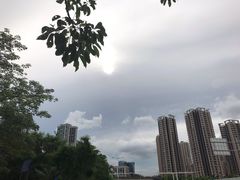 -中山市树木园
