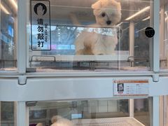 -翊宠yipet猫狗购宠庄园犬舍•猫舍