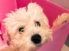 -翊宠yipet猫狗购宠庄园犬舍•猫舍