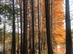 -东湖落雁景区