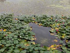 -仙女湖公园