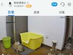 -欣宠猫屋·矮脚拿破仑·蓝金金渐层