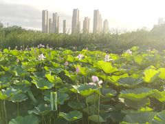 -前关湿地公园
