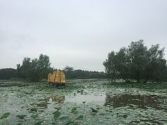 -大湾区中央湿地公园
