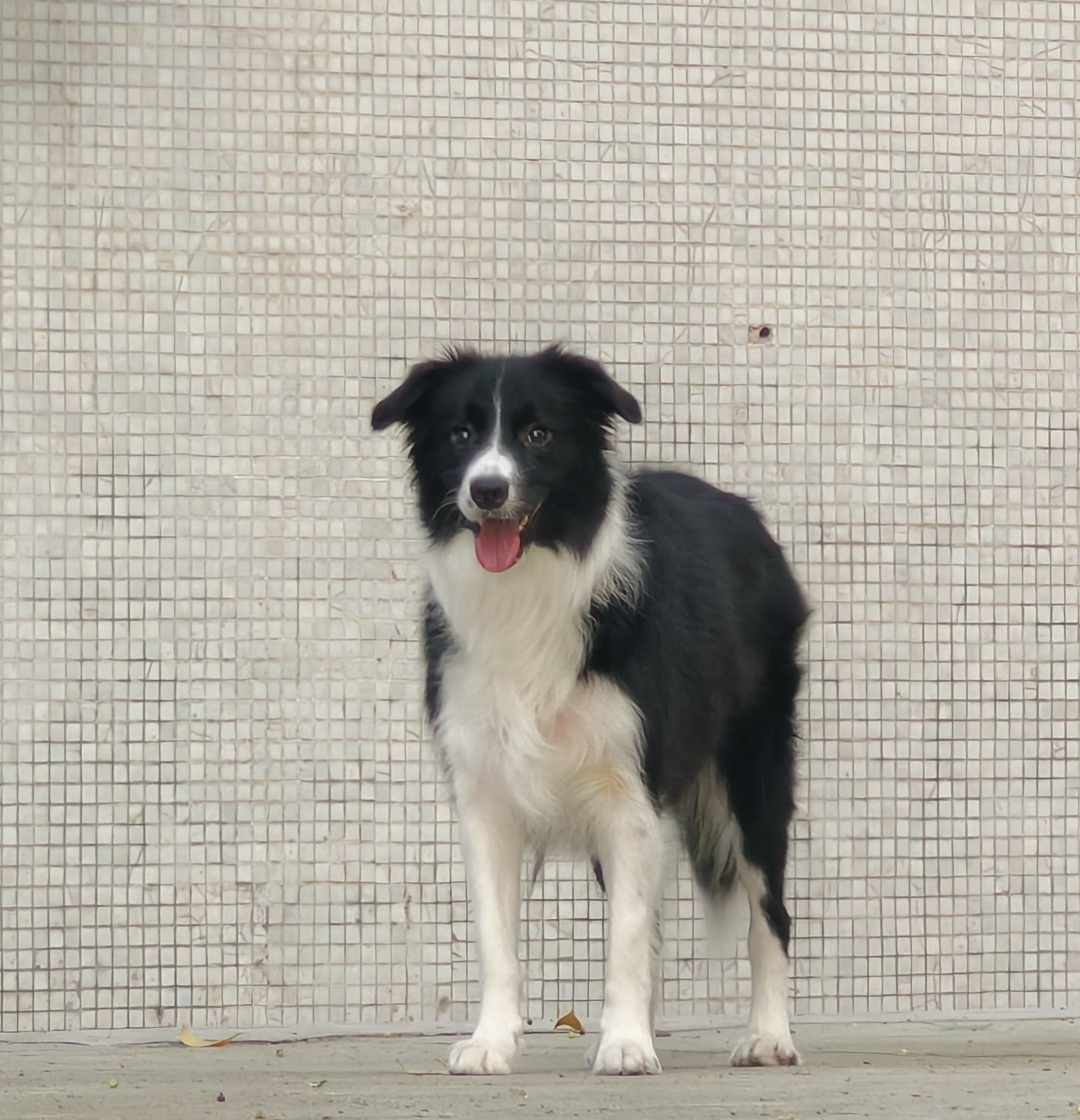 这小边牧太治愈了