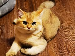 -猫大福·Fortune Cat猫舍(百子湾店)