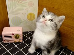 -喵zoo家庭繁育猫舍(尖东智能花园店)